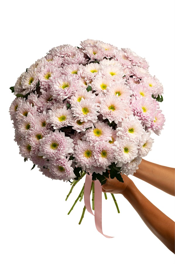 Букет из 15 нежно-розовых хризантем (Коммандер Пинк) в ленте 2550
