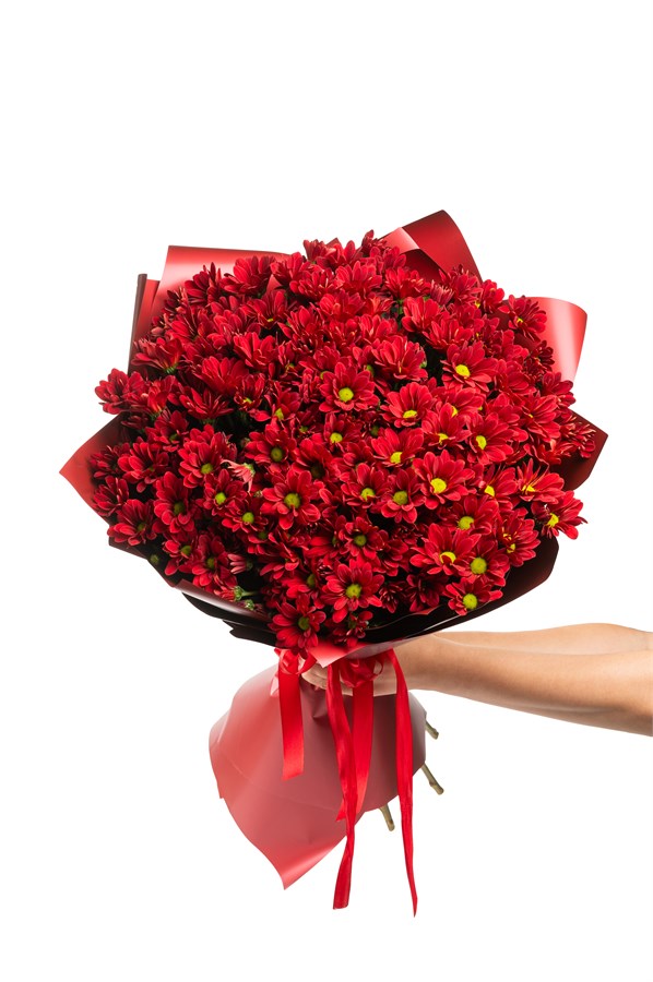 Букет из 15 красных кустовых хризантем (Бонтемпии) в оформлении 2412