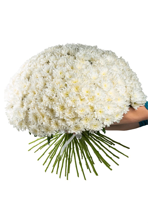 Букет из 51 белых кустовых хризантем (Балтика) с лентой. 2431_DEBAB