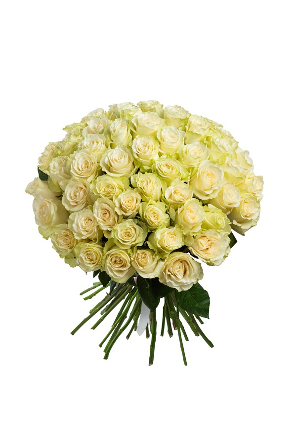 Букет из 51 белой розы (Эквадор) 60 см "Мондиаль" с лентой 2507