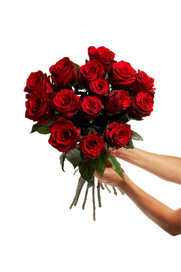 Букет из 15 красных роз (Эквадор) 50 см " Эксплорер" с лентой 2530