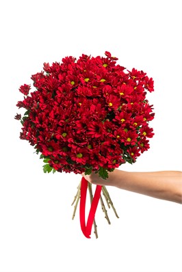 Букет из 15 красных кустовых хризантем (Бонтемпии) с лентой. 2411
