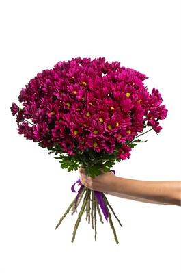 Букет из 15 фиолетовых кустовых хризантем (Пурпл Стар) с лентой. 2415