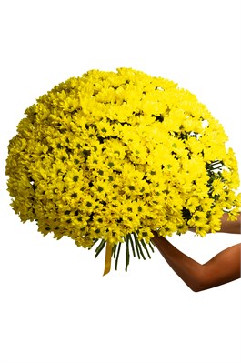 Букет из 51 желтой хризантемы (Бакарди) с лентой 2536