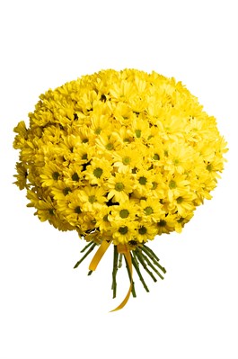 Букет из 25 желтых хризантем (Бакарди) с лентой 2540