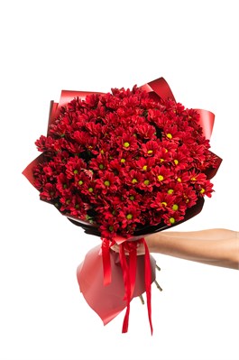 Букет из 15 красных кустовых хризантем (Бонтемпии) в оформлении 2412