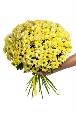 Букет из 25 желтых кустовых хризантем (Просекко) с лентой. 2425_0D2B2