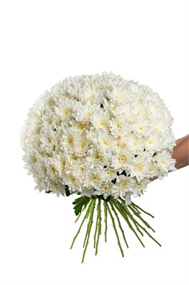 Букет из 25 белых кустовых хризантем (Балтика) с лентой. 2429