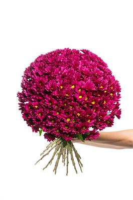 Букет из 25 фиолетовых кустовых хризантем (Пурпл Стар) с лентой. 2417_1A212