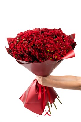 Букет из 25 красных кустовых хризантем (Бонтемпии) в оформлении. 2414_B4068
