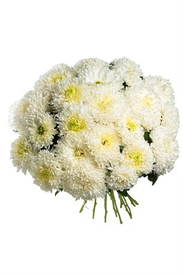 Букет из 25 белых одноголовых хризантем (Магнум) с лентой. 2448_F058B