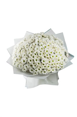 Букет из 51 белой кустовой хризантемы (Бакарди) в оформлении. 2432_981F3