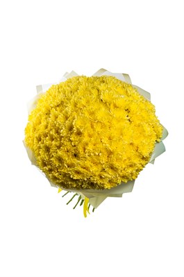 Букет из 51 желтой кустовой хризантемы (Балтика)  в оформлении. 2444_9DEDE