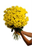 Букет из 15 желтых хризантем (Бакарди) с лентой 2543
