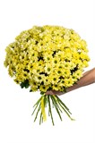 Букет из 25 желтых кустовых хризантем (Просекко) с лентой. 2425_0D2B2