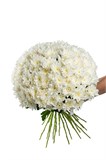 Букет из 25 белых кустовых хризантем (Балтика) с лентой. 2429