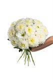 Букет из 15 белых одноголовых хризантем (Магнум) с лентой. 2446_11C96