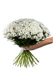 Букет из 51 белой кустовой хризантемы (Бакарди) с лентой. 2437_36E45